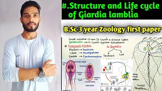 Body structure and Life of Giardia lamblia  Life cycle of Giardia lamblia BSc 3 year Zoology [upl. by Secunda]