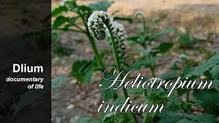 Indian heliotrope Heliotropium indicum  part 4 [upl. by Aeila]