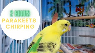 2 hours budgies chirping parakeets soundsPlay for your budgie or parakeet [upl. by Anoval]