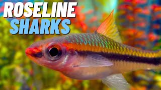 EXOTIC Roseline Sharks in 400GALLON Community Aquarium  Denison Barb Care Guide [upl. by Los]