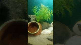 My aquarium Crystal clear water [upl. by Asirehc]