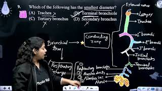 Which of the following is the first branching of the bronchial tree that has gas exchanging capa [upl. by Gitlow]