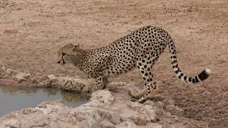 Cheetah Misty very nervous at waterhole [upl. by Ailelc]