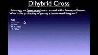 Dihybrid Cross Review [upl. by Eiramaliehs]