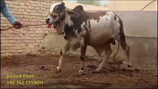 Huge bull collection for qurbani 2025 KARACHIQURBANILOVER [upl. by Assilem]