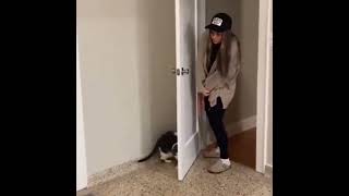 Cat vs Human…whos smarter LOL funny [upl. by Yrak]