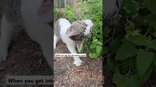 Cats in the catmint homesteading cats catmint [upl. by Grenier]