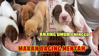 BAYI ANJING UMUR 3 MINGGU MAKAN DAGING MENTAH ‼️ [upl. by Mathias34]