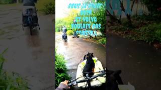 Retour du parc en velo sous la pluie  bouledogueamericain americanbully bullypocket Bulldogbike [upl. by Ettebab]