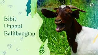 Kambing Boerka Galaksi Agrinak Kambing dengan Bobot Optimal dan Tahan Iklim Lokal [upl. by Nevada184]