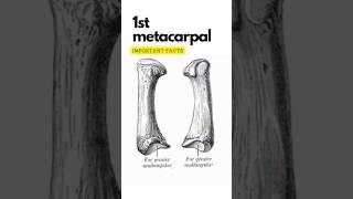 First metacarpal bone important points First carpometacarpal joint shorts 1stmetacarpal [upl. by Dnalyaw329]