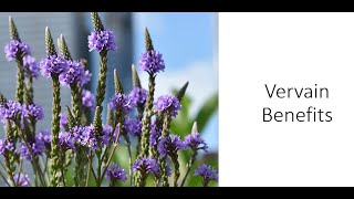 Vervain  Verbena officinalis  Health Benefits [upl. by Rosalba]