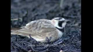 Horned Lark pooping in Ladakh [upl. by Pete]