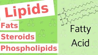 Lipids  Fats Steroids and Phospholipids  Biological Molecules Simplified 4 [upl. by Inaniel]