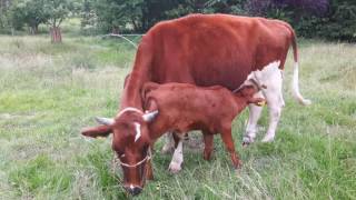 Zwei Kälber trinken am Euter der Mutter Bauernhof Kalb Milch milk Kuh Cow [upl. by Naimerej9]