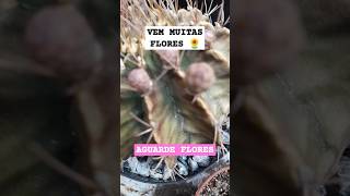 GYMNOCALYCIUM vem muitas floresta cacto [upl. by Eetsirhc]