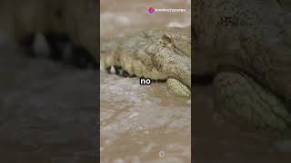 Komodo Dragon vs Crocodile Who Wins The Reptile Clash [upl. by Nnylyt649]