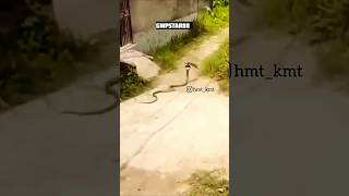 चोर नहीं हूं धंधा है मेरा funny comedy snake memes meme shots video shorts [upl. by Augustus]