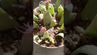 Sukulent bebekleri geliyor succulent succulentpropagation [upl. by Erdnaet456]