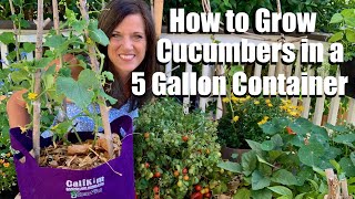 How to Grow Cucumbers in a 5 gallon Container DIY Trellis Container Garden Series 3 🥒👩🏻‍🌾🥒 [upl. by Flint374]