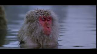 Japanese Macaque Snow Monkey in Hot Springs [upl. by Ojillek788]