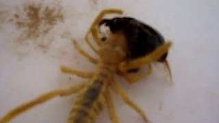 Camel Spider vs Large Beetle IRAQ Lunch time [upl. by Myra]