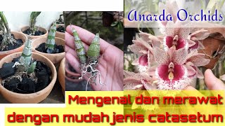 Mengenal jenis catasetum dan cara perawatannya clowosetum penang waltz [upl. by Fariss]