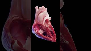 💓 The Heartbeat Life in Every Beat 💓 anatomy [upl. by Herzen]