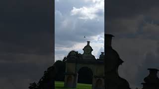 Aplomado Falcon Chases Lure birds [upl. by Otsenre]