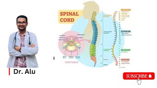 Spinal Cord  Ascending amp Descending Tracts  Spinal Cord Hemisection  Neurology [upl. by Arrol]