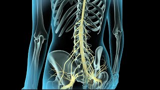 Epidural amp Spinal Anesthesia [upl. by Kettie72]