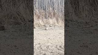 Sharp tailed grouse in the field hunting birds grouse [upl. by Atteragram]