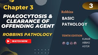 Phagocytosis and Clearance of Offending agent  Lecture 3 Chapter 3 Robbins Pathology [upl. by Iney]