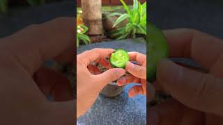 Tips for growing cucumbers at home shorts cucumber [upl. by Zabrina]