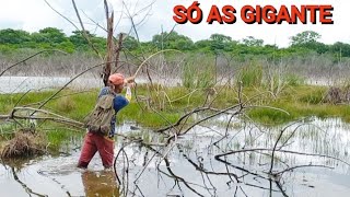 ESSA LAGOA repleta de peixe grande não dava tempo nem de trocar a isca [upl. by Eifos]