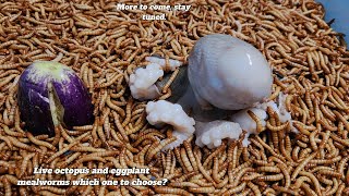 Live Octopus and Eggplant Mealworms Which One Should You Choose [upl. by Nnair]