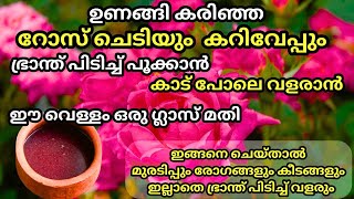 റോസും കറിവേപ്പും ഭ്രാന്ത് പിടിച്ച് പൂക്കാനും തഴച്ച് വളരാനും ഈ വളം മാത്രം മതി Curry leaves fertilizer [upl. by Occer]