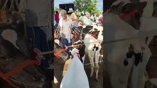 Karimangalam market HF cow Jersey cow market Dharmapuri district [upl. by Deaner188]