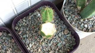 2 Years 7 Month Trichocereus Bridgesii and Pachanoi Seedlings from seed [upl. by Akkeber]