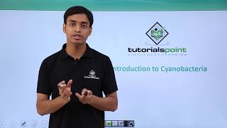 Class 11th – Cyanobacteria – Introduction  Biological Classification  Tutorials Point [upl. by Epul]