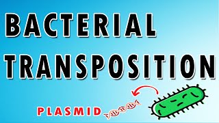 Transposons overview [upl. by Kenon]