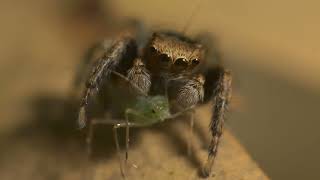 The Jumping Spider A Stealthy Predator with Exceptional Jumping Abilities [upl. by Nahpos]