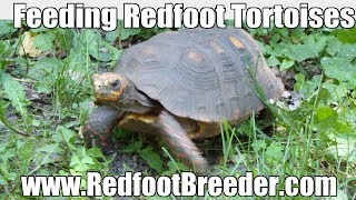 Feeding Redfoot Tortoises  Their Core Diet [upl. by Chucho]