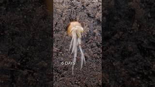 10 Days in 27 seconds Tiger nut growing underground🦁 [upl. by Ahseinat32]