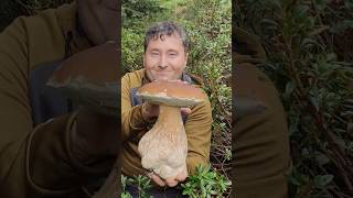 Gigante alpino mushroom porcini nature funghiporcini italy [upl. by Fairley]