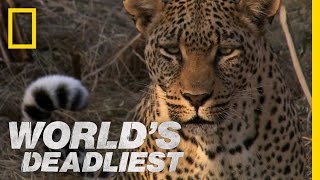 Leopards Revenge  Worlds Deadliest [upl. by Yelsnit]