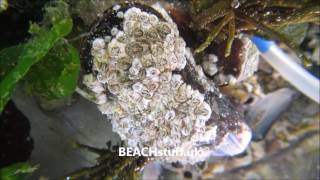 Australian barnacles  Elminius modestus [upl. by Ik]