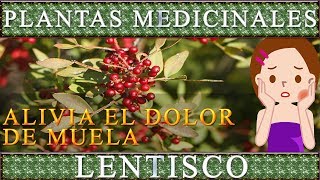 Plantas Medicinales LENTISCO Propiedades curativas y beneficios saludables [upl. by Iruy]