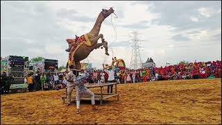 Subhash karnawat ke camel dance in jejusar।।camel dance।। sultana।। camel [upl. by Alios476]