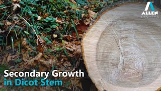 Anatomy of Flowering Plants  Secondary Growth in Dicot Stem  Biology  Allen Digital [upl. by Liw]